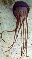 Photo: D. Zakai, Click for a larger picture